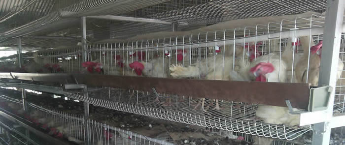 Poultry Farming Cages